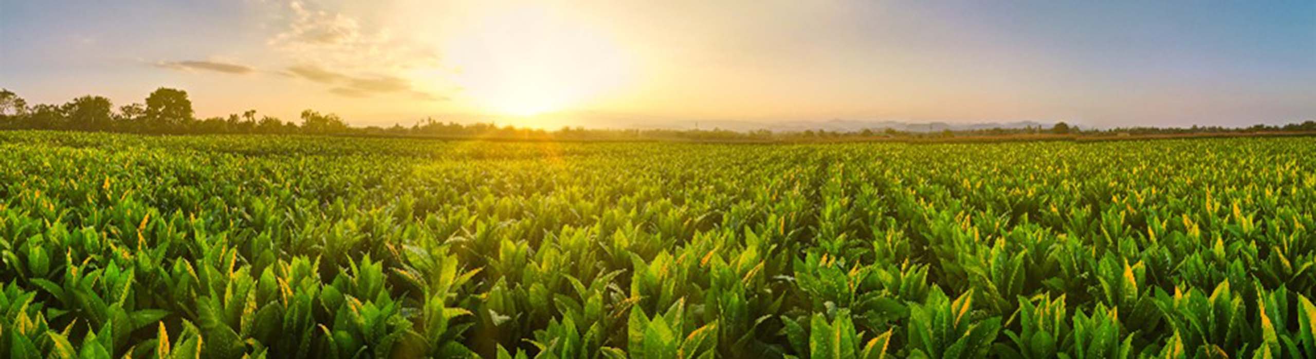 Tobacco Harm Reduction